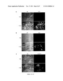 HEPATOCYTE PRODUCTION BY FORWARD PROGRAMMING diagram and image