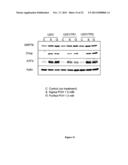 PHARMACEUTICAL COMPOSITIONS COMPRISING MONOTERPENES diagram and image