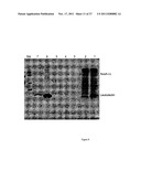 LEUKOLECTINS AND USES THEREOF diagram and image