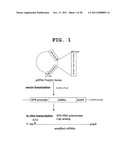 IMMUNOTHERAPEUTIC METHOD USING ALLO-CELLS WHICH CO-EXPRESS CD1d AND TARGET     ANTIGEN diagram and image