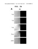 IMMUNOTHERAPEUTIC METHOD USING ALLO-CELLS WHICH CO-EXPRESS CD1d AND TARGET     ANTIGEN diagram and image