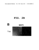 IMMUNOTHERAPEUTIC METHOD USING ALLO-CELLS WHICH CO-EXPRESS CD1d AND TARGET     ANTIGEN diagram and image