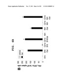 IMMUNOTHERAPEUTIC METHOD USING ALLO-CELLS WHICH CO-EXPRESS CD1d AND TARGET     ANTIGEN diagram and image