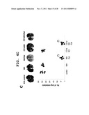 IMMUNOTHERAPEUTIC METHOD USING ALLO-CELLS WHICH CO-EXPRESS CD1d AND TARGET     ANTIGEN diagram and image