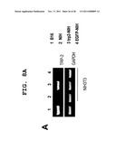 IMMUNOTHERAPEUTIC METHOD USING ALLO-CELLS WHICH CO-EXPRESS CD1d AND TARGET     ANTIGEN diagram and image