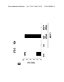 IMMUNOTHERAPEUTIC METHOD USING ALLO-CELLS WHICH CO-EXPRESS CD1d AND TARGET     ANTIGEN diagram and image