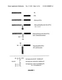 Novel Immunogenic Lipopeptides Comprising T-Helper And Cytotoxic     T-Lymphocyte (CTL) Epitopes diagram and image