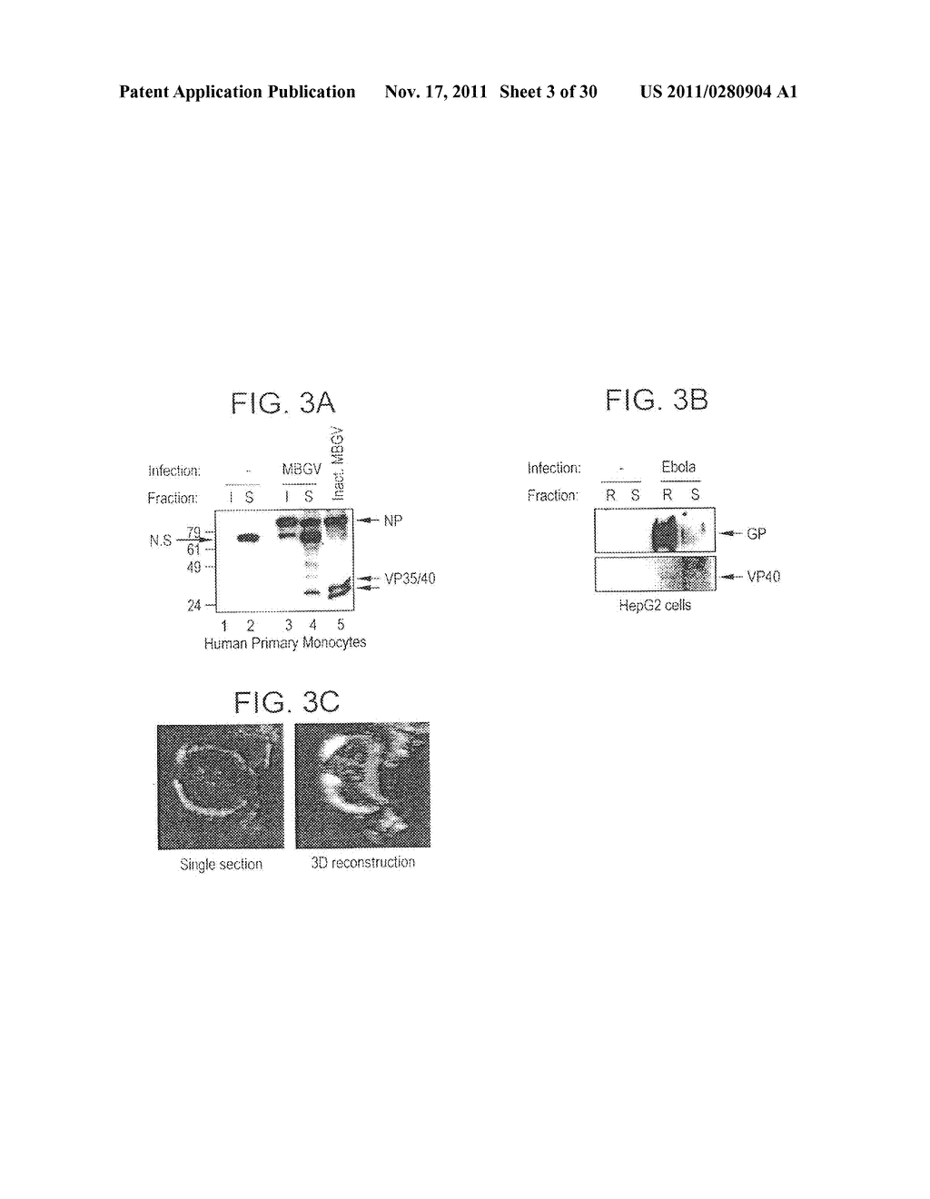 Generation of virus-like particles and use as panfilovirus vaccine - diagram, schematic, and image 04