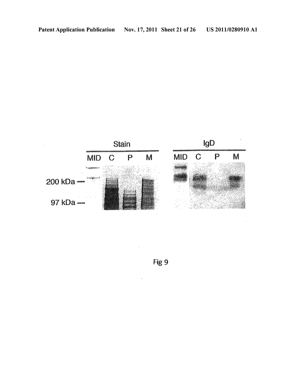 NOVEL SURFACE EXPOSED IMMUNOGLOBULIN D-BINDING PROTEIN FROM MORAXELLA     CATARRHALIS - diagram, schematic, and image 22