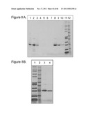 Human Immunodeficiency Virus And Uses Thereof diagram and image