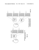 ISOLATION AND CHARACTERIZATION OF A SINGLE MITOCHONDRION diagram and image