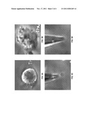 ISOLATION AND CHARACTERIZATION OF A SINGLE MITOCHONDRION diagram and image