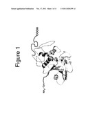 Recombinant Pokeweed Antiviral Proteins, Compositions and Methods Related     Thereto diagram and image