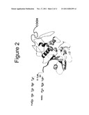 Recombinant Pokeweed Antiviral Proteins, Compositions and Methods Related     Thereto diagram and image