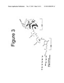 Recombinant Pokeweed Antiviral Proteins, Compositions and Methods Related     Thereto diagram and image