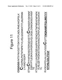 Recombinant Pokeweed Antiviral Proteins, Compositions and Methods Related     Thereto diagram and image