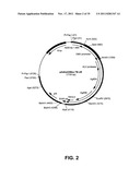 Multivalent vaccines comprising recombinant viral vectors diagram and image