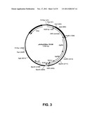 Multivalent vaccines comprising recombinant viral vectors diagram and image