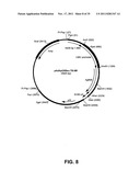 Multivalent vaccines comprising recombinant viral vectors diagram and image