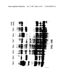 Multivalent vaccines comprising recombinant viral vectors diagram and image