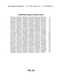 Multivalent vaccines comprising recombinant viral vectors diagram and image