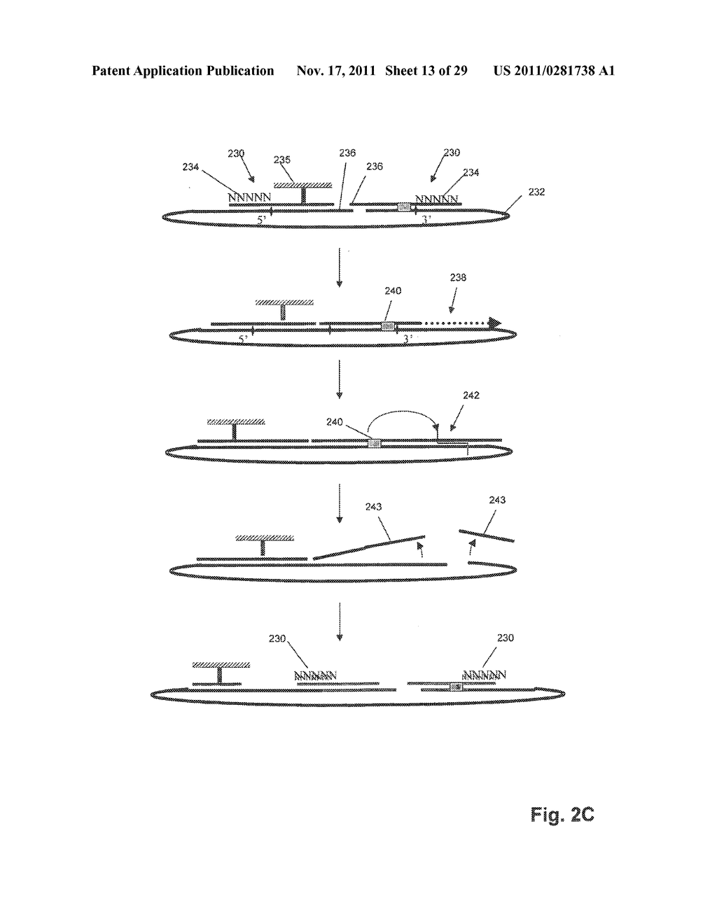 SELF-ASSEMBLED SINGLE MOLECULE ARRAYS AND USES THEREOF - diagram, schematic, and image 14