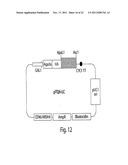 MULTI-CHAIN EUKARYOTIC DISPLAY VECTORS AND USES THEREOF diagram and image