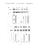 Pharmaceutical compositions containing berberine for treatment or     prevention of weight gain and obesity associated with anti-psychotic     drugs diagram and image