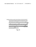 RNA SEQUENCE-SPECIFIC MEDIATORS OF RNA INTERFERENCE diagram and image