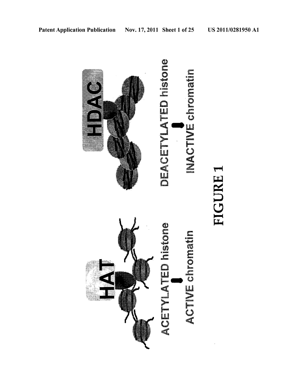 COMPOSITIONS AND METHODS FOR REDUCING PROLIFERATION AND VIABILITY OF     LYMPHOBLASTOID CELLS - diagram, schematic, and image 02