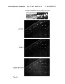 FIBROBLAST GROWTH FACTOR-9 PROMOTES HAIR FOLLICLE REGENERATION AFTER     WOUNDING diagram and image