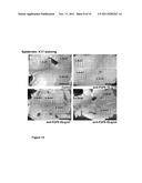 FIBROBLAST GROWTH FACTOR-9 PROMOTES HAIR FOLLICLE REGENERATION AFTER     WOUNDING diagram and image