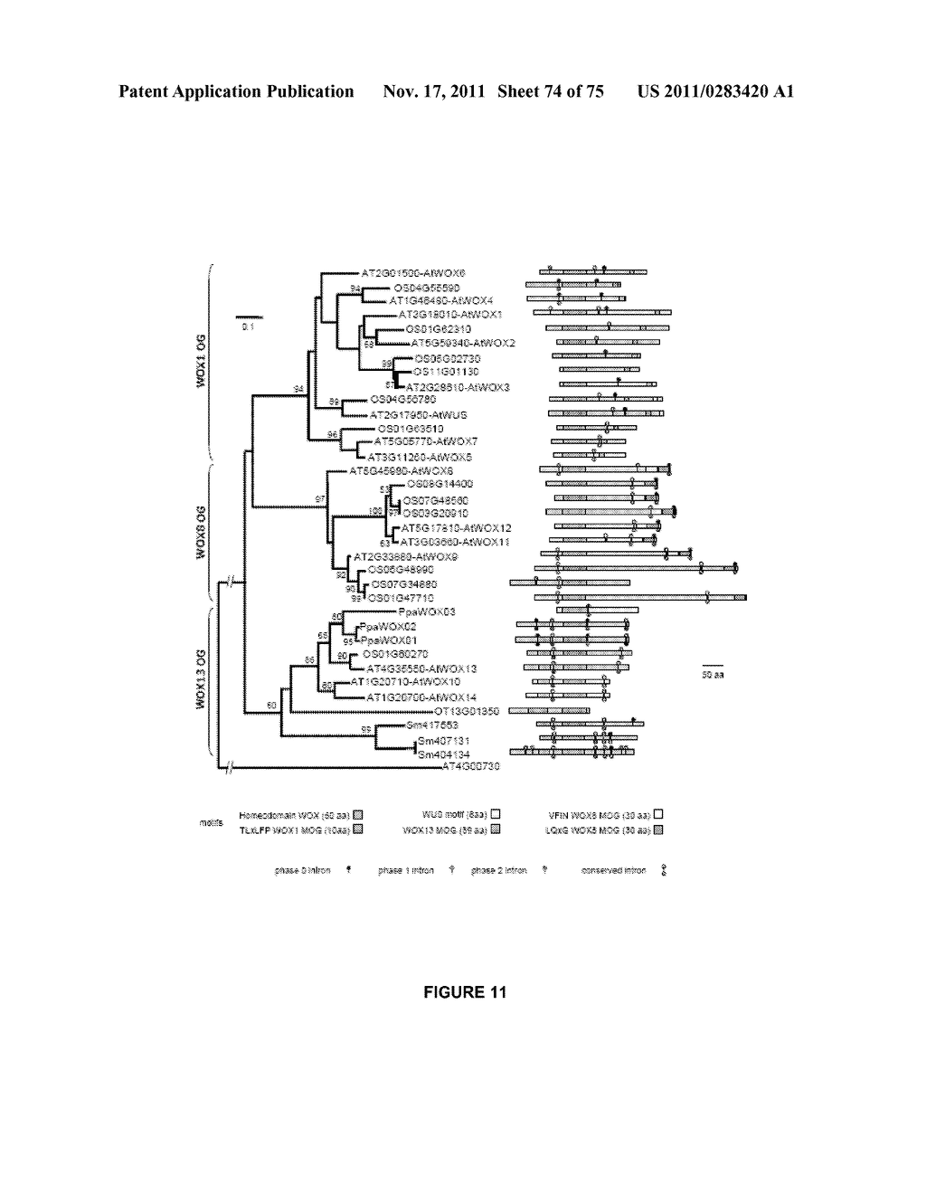 PLANTS HAVING ENHANCED YIELD-RELATED TRAITS AND A METHOD FOR MAKING THE     SAME - diagram, schematic, and image 75