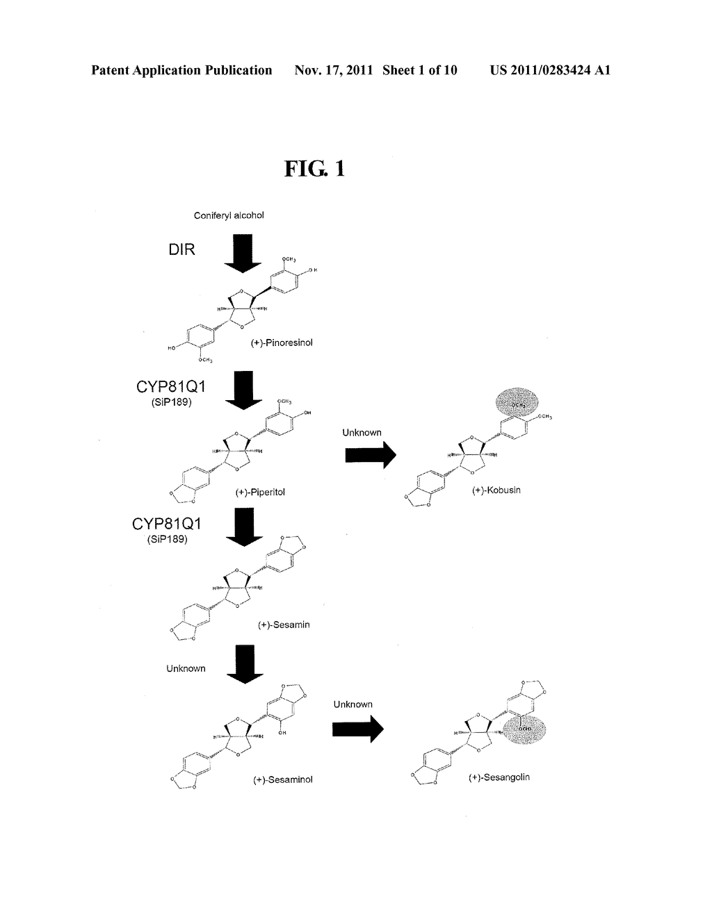 Gene Encoding Lignan Methylation Enzyme - diagram, schematic, and image 02