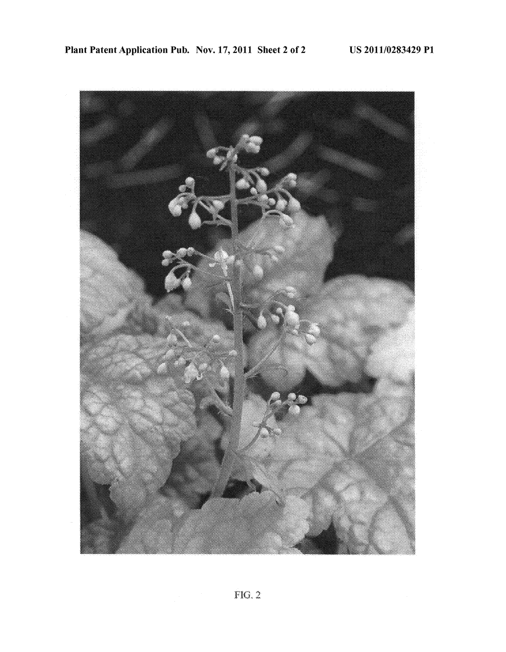 HEUCHERA PLANT NAMED 'TNMT' - diagram, schematic, and image 04