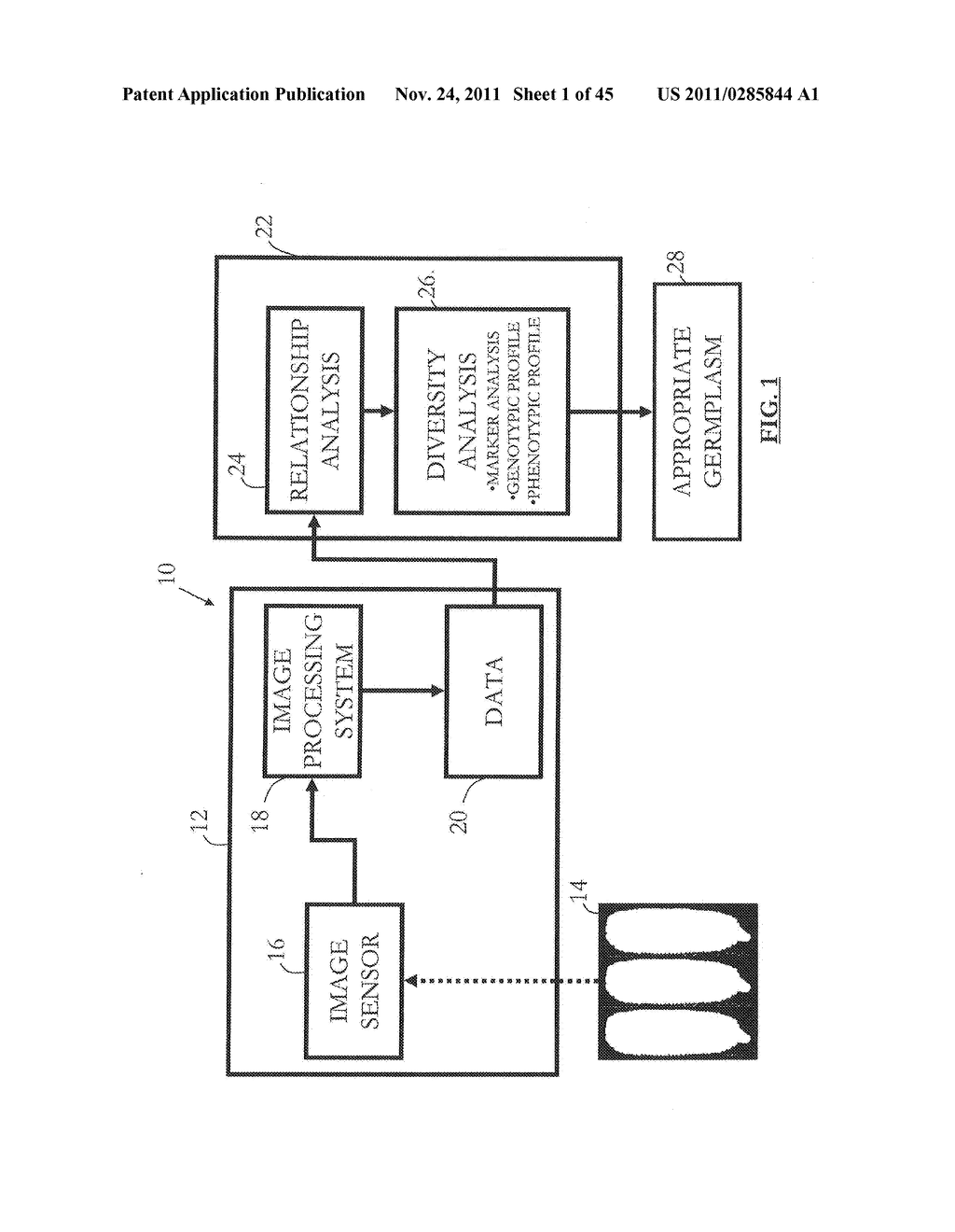 METHOD AND SYSTEM FOR DIGITAL IMAGE ANALYSIS OF EAR TRAITS - diagram, schematic, and image 02