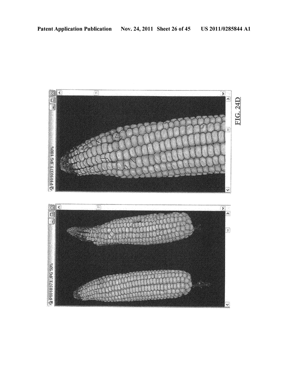 METHOD AND SYSTEM FOR DIGITAL IMAGE ANALYSIS OF EAR TRAITS - diagram, schematic, and image 27