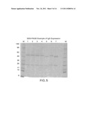 GENERATION AND CHARACTERIZATION OF ANTI-NOTCH ANTIBODIES FOR THERAPEUTIC     AND DIAGNOSTIC USE diagram and image