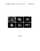 CONJUGATES OF NOSCAPINE AND FOLIC ACID AND THEIR USE IN TREATING CANCER diagram and image