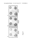 NOVEL HUMAN ENDOGENOUS RETROVIRAL ERV3 VARIANT AND USES THEREOF IN THE     DIAGNOSING OVARIAN CANCER diagram and image