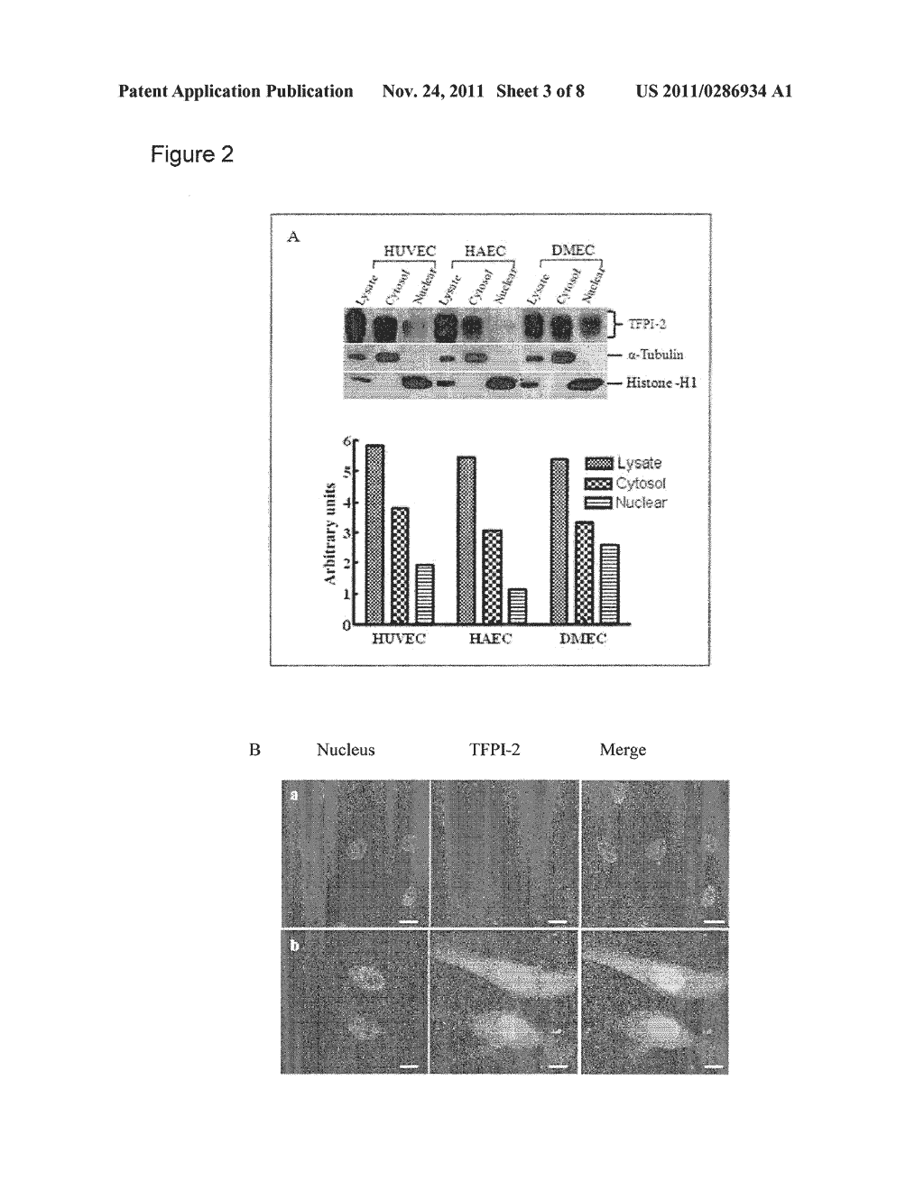 MEMBRANE TRANSDUCTION PEPTIDES, POLYNUCLEOTIDES, AND METHODS - diagram, schematic, and image 04