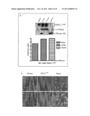 MEMBRANE TRANSDUCTION PEPTIDES, POLYNUCLEOTIDES, AND METHODS diagram and image