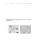 Genetically Intact Induced Pluripotent Cells Or Transdifferentiated Cells     And Methods For The Production Thereof diagram and image