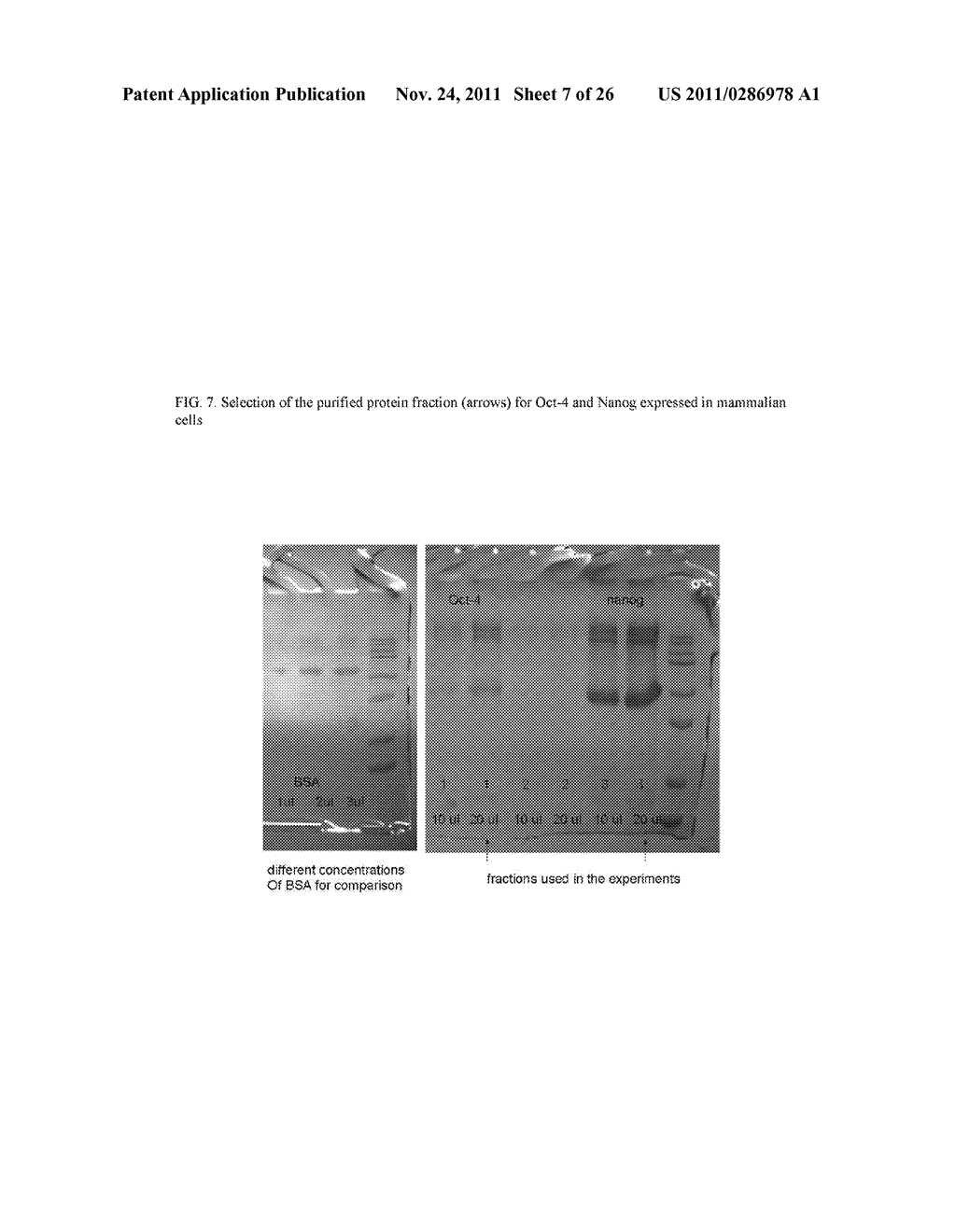 Genetically Intact Induced Pluripotent Cells Or Transdifferentiated Cells     And Methods For The Production Thereof - diagram, schematic, and image 08