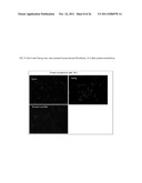 Genetically Intact Induced Pluripotent Cells Or Transdifferentiated Cells     And Methods For The Production Thereof diagram and image