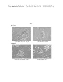 Genetically Intact Induced Pluripotent Cells Or Transdifferentiated Cells     And Methods For The Production Thereof diagram and image