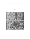 Genetically Intact Induced Pluripotent Cells Or Transdifferentiated Cells     And Methods For The Production Thereof diagram and image