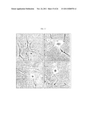 Genetically Intact Induced Pluripotent Cells Or Transdifferentiated Cells     And Methods For The Production Thereof diagram and image