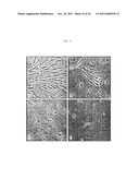 Genetically Intact Induced Pluripotent Cells Or Transdifferentiated Cells     And Methods For The Production Thereof diagram and image