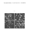 Genetically Intact Induced Pluripotent Cells Or Transdifferentiated Cells     And Methods For The Production Thereof diagram and image